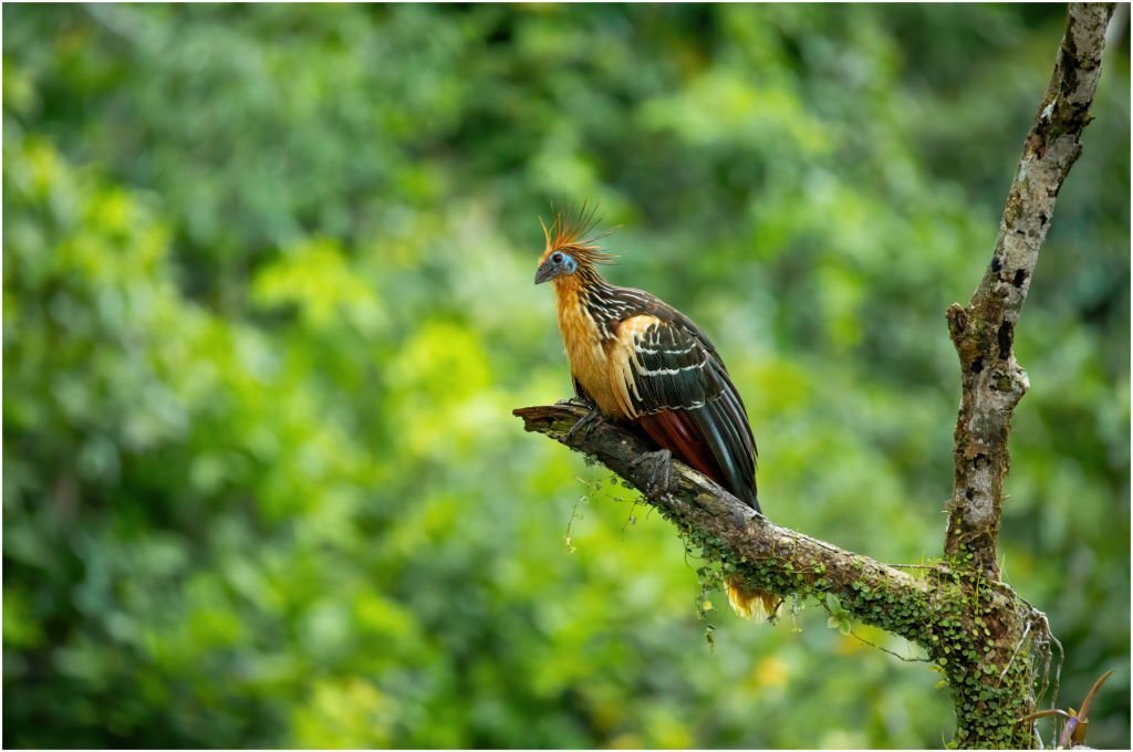 amazon-ecuador-birdwatching-tour