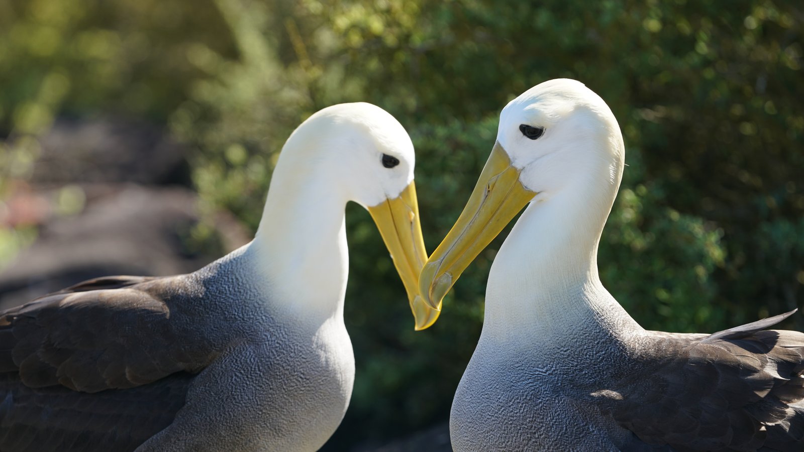albatross galapagos islands ecuador animals